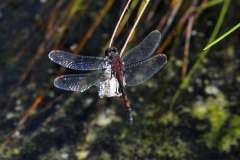 Leucorrhinia rubicunda